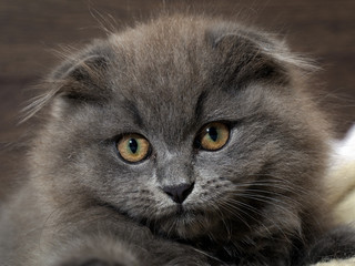 Naklejka na ściany i meble Portrait of a cute kitten. Grey, furry, lop-eared cat with huge eyes