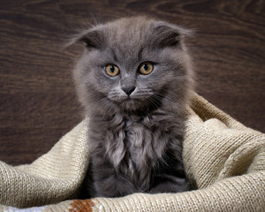 Portrait of a cute kitten. Grey, furry, lop-eared cat with huge eyes