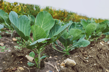 Organic young cabbage growing at the cultivated cabbage field