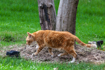 Katze