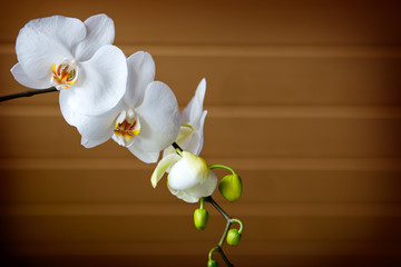 Fototapeta na wymiar White Orchid Flower isolated .
