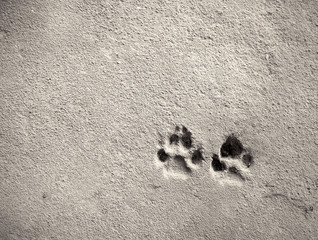 Footprint of dog on the concrete rough floor background