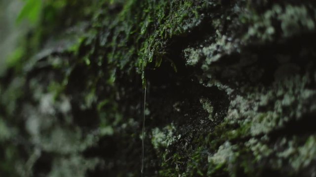 Rain dripping from a wet moss covered cliff in slow motion. Panning down with the water.