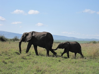 Fototapeta na wymiar Mom and baby elephants