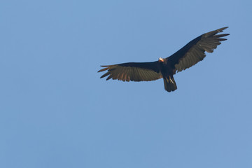 Fototapeta premium L'urubu à tête rouge, oiseau nécrophage repère les cadavres en planant dans le ciel de Guyane française