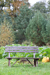 pumpkin on nature at village