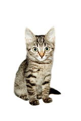funny kitten striped isolated