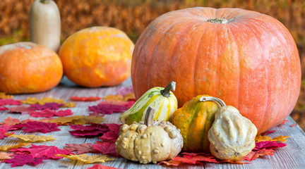 Verschiedene Kürbisse mit herbstlicher Dekoration