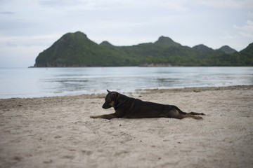 thai dog relaxing, resting,or sleeping at the beach at sunset moment,blurred background,selective focus