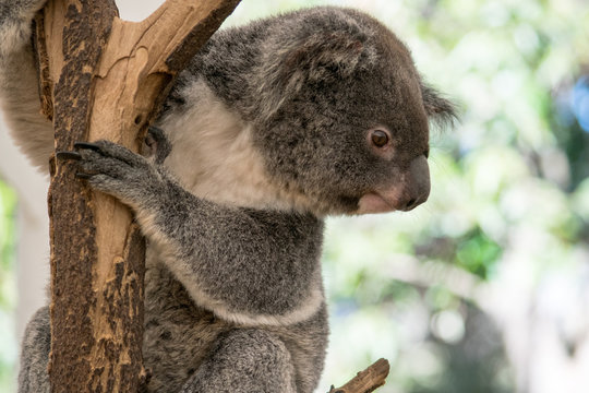 Koala an Ast, Australien