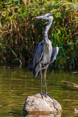 Grey heron standing on the stone in the river