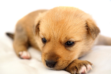 little baby puppy lying on white background