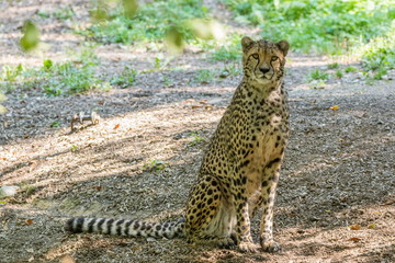 Cheetah sitting in the shade