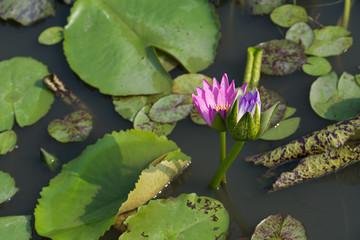 Pink and purple  tropical  waterlily in the water