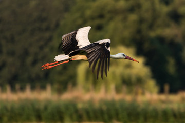 Storch im Flug über ein Feld 