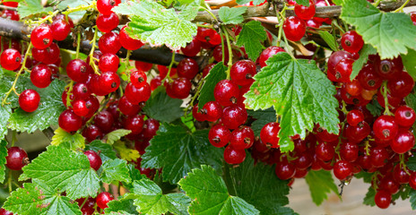 Red currants in the garden.