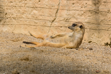 uricate lying down and enjoying the morning sun