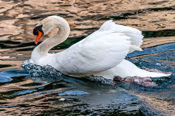 Cygne blanc.
