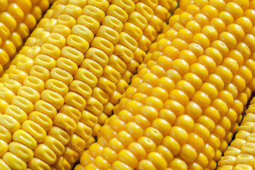Fresh Corn. Small Depth Of Field. Macro.