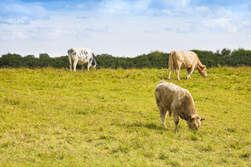 Irish cows grazing - (Ireland - Europe)