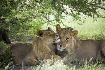 Amazing lions sitting and cuddling in the bush of Moremi Wild li