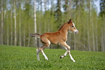 Naklejka na ściany i meble Cute Welsh Mountain Pony Foal running in meadow