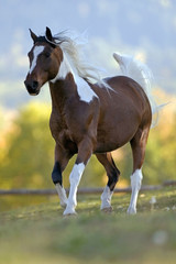 Pinto Arabian Horse cantering 