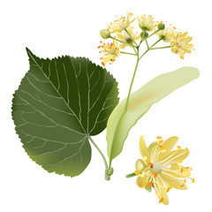 Linden flowers.
Hand drawn vector illustration of linden flowers, source of delicious honey and a fragrant herbal tea ingredient, on transparent background.- 120714833