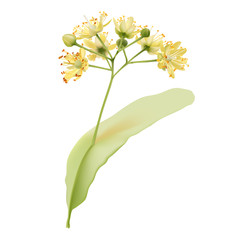 Linden flowers.
Hand drawn vector illustration of linden flowers, source of delicious honey and a fragrant herbal tea ingredient, on transparent background.- 120714859