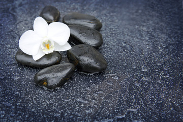 Fototapeta na wymiar Single white orchid and black stones close up.