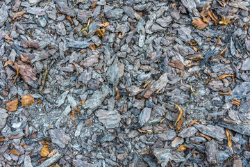 Background or texture - forest soil with turf.