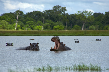 Hippopotamus in Okavango Delta - Moremi National Park in Botswan