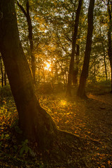 Warm sunset in dense forest with golden light.