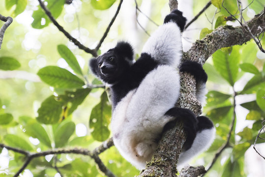 Indri (Babakoto) (Indri Indri), a large lemur in Perinet Reserve, Andasibe-Mantadia National Park, Eastern Madagascar