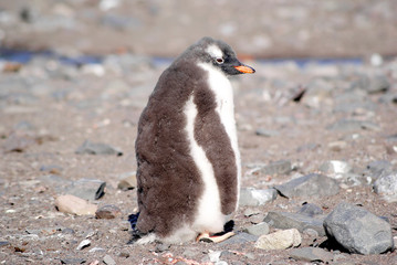 Wild penguins resting by the sea coast