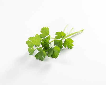 Parsley leaves isolated on white plane  