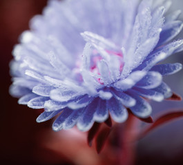 Fototapeta premium blue wet flower closeup