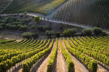 Rows of grape vines ripening in the sun at a vineyard in the Alto Douro region, Portugal