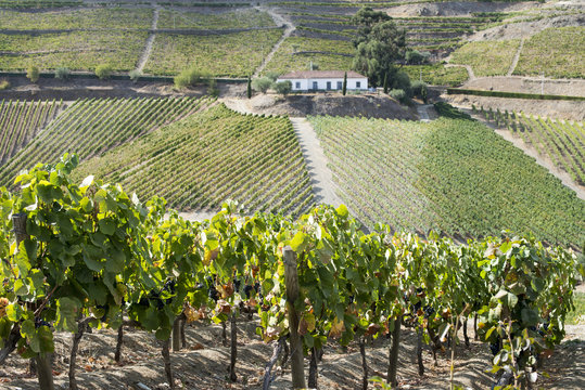 Grape vines ripening in the sun at a vineyard in the Alto Douro, Portugal