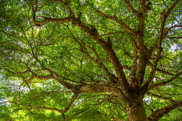 Obraz premium mighty old tree