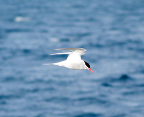 sea bird flying free