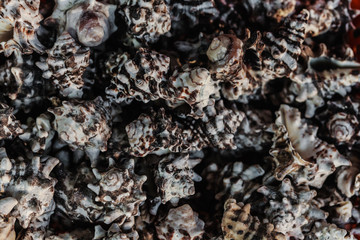 sea shell, seashell photo, seashell pile, seashell for sale