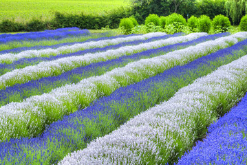 Growing white and blue lavender (Lavandula), Sequim, Olympic Peninsula, Washington