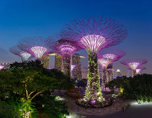 Photo sur Plexiglas Singapour SINGAPORE - August 28, 2016: Supertrees at Gardens by the Bay.