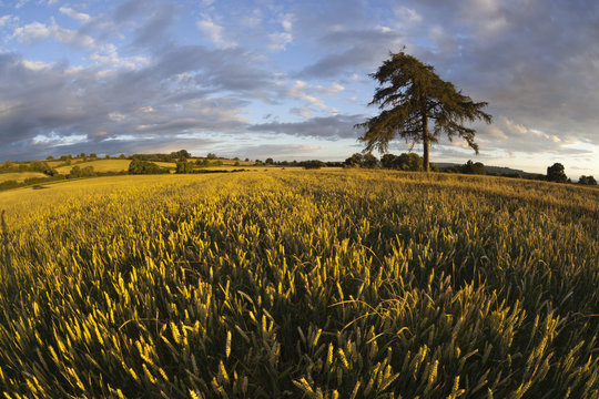 Wheat field and pine tree at sunset, near Chipping Campden, Cotswolds, Gloucestershire