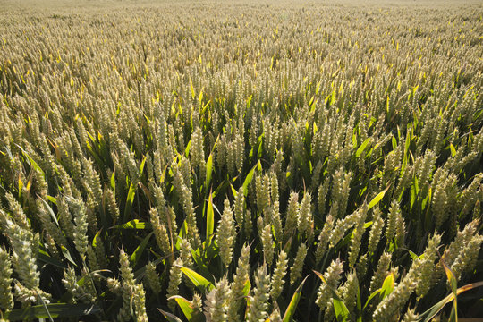 Wheat field, Chipping Campden, Cotswolds, Gloucestershire