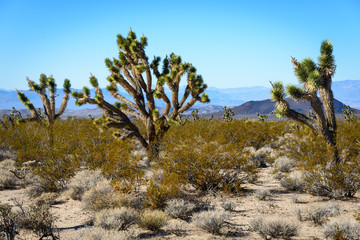 Mojave National Preserve