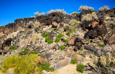 Fototapeta na wymiar Mojave National Preserve