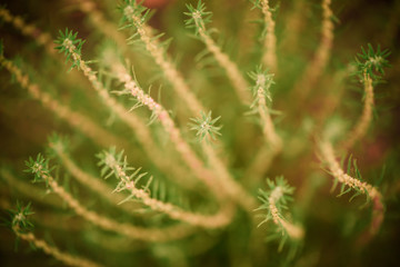 fall season floral background