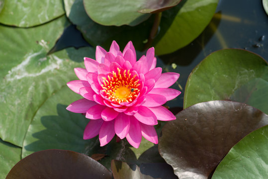 Pink tropical  waterlily with bee in the water
